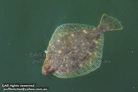 Image result for Platichthys flesus