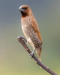 Attēlu rezultāti vaicājumam “Scapania lingulata”