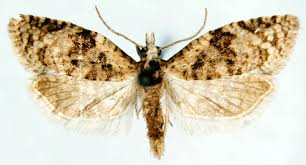 Attēlu rezultāti vaicājumam “Capua vulgana”