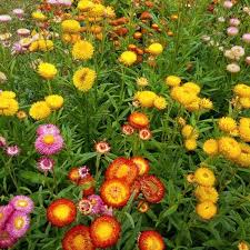 Image result for Strohblume