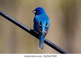 Image result for Passerina cyanea