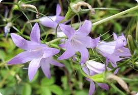 Image result for Campanula rapunculus