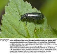 Attēlu rezultāti vaicājumam “Dasytes caeruleus imago”