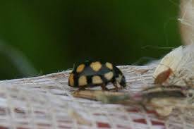 Attēlu rezultāti vaicājumam “Coccinula quatuordecimpustulata”