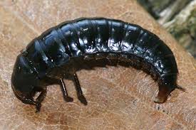 Attēlu rezultāti vaicājumam “Silpha obscura larva”