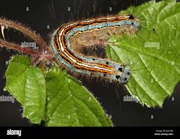 Attēlu rezultāti vaicājumam “Malacosoma neustria”