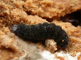 Attēlu rezultāti vaicājumam “Cantharis fusca larva”