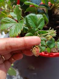 Attēlu rezultāti vaicājumam “Fragaria x ananassa”