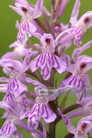 Attēlu rezultāti vaicājumam “Dactylorhiza maculata”