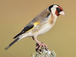 Attēlu rezultāti vaicājumam “Carduelis carduelis”