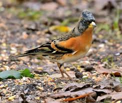 Image result for England Staffordshire Birding Club