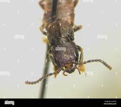 Attēlu rezultāti vaicājumam “Platydracus fulvipes”