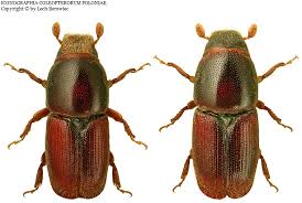 Attēlu rezultāti vaicājumam “Scolytus ratzeburgi”