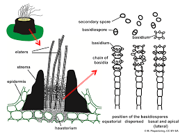 Attēlu rezultāti vaicājumam “Exobasidiales”