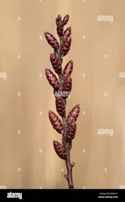 Attēlu rezultāti vaicājumam “Myrica gale bud”