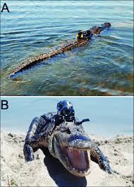 Image result for Alligator mississippiensis