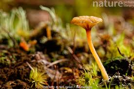 Attēlu rezultāti vaicājumam “Lichenomphalia umbellifera”