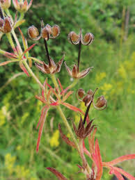 Attēlu rezultāti vaicājumam “Geranium dissectum fruit”
