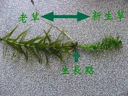 「水蘊草」的圖片搜尋結果