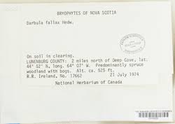 Attēlu rezultāti vaicājumam “Didymodon fallax var. brevifolius”