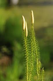 Attēlu rezultāti vaicājumam “Lycopodium annotinum”