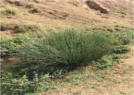 Attēlu rezultāti vaicājumam “Juncus inflexus”