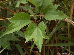 Attēlu rezultāti vaicājumam “Clematis leaf”
