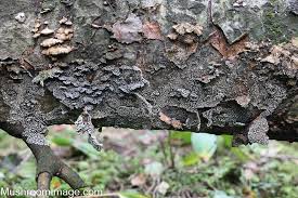 Attēlu rezultāti vaicājumam “Physarum straminipes”