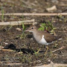 Attēlu rezultāti vaicājumam “Actitis hypoleucos adult”