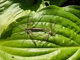 Attēlu rezultāti vaicājumam “Tipulidae male”