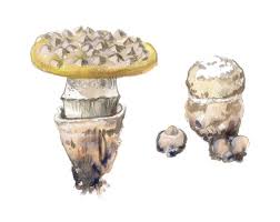 Attēlu rezultāti vaicājumam “Amanita pantherina”