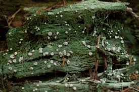 Attēlu rezultāti vaicājumam “Icmadophila ericetorum”