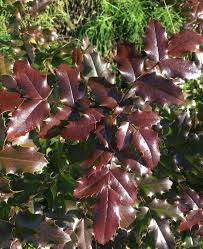 Attēlu rezultāti vaicājumam “Mahonia aquifolium”