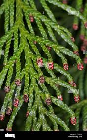 Attēlu rezultāti vaicājumam “Thuja plicata flower”