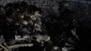 Attēlu rezultāti vaicājumam “Formica rufa pupa”