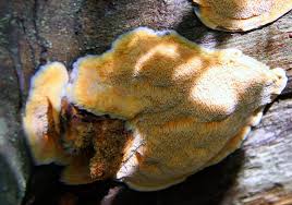 Attēlu rezultāti vaicājumam “Hapalopilus aurantiacus”