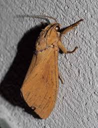 Attēlu rezultāti vaicājumam “Hepialidae”