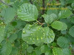 Attēlu rezultāti vaicājumam “Eriophyes laevis”