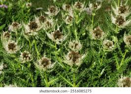 Image result for Alpendistel