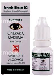 Image result for Cineraria maritima