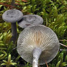 Attēlu rezultāti vaicājumam “Cantharellula umbonata”