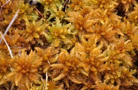 Attēlu rezultāti vaicājumam “Sphagnum papillosum”