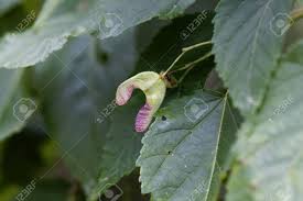 Attēlu rezultāti vaicājumam “Acer tataricum bud”