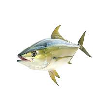 Image result for Thunnus obesus