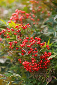 Attēlu rezultāti vaicājumam “Berberidaceae”