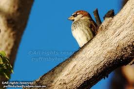 Image result for Passer hispaniolensis