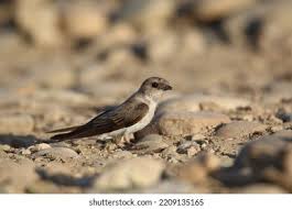 Image result for Ptyonoprogne rupestris