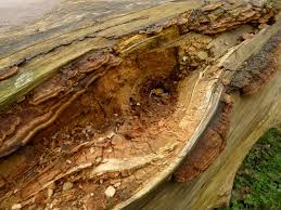 Attēlu rezultāti vaicājumam “Coriolopsis trogii”