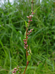 Attēlu rezultāti vaicājumam “Persicaria hydropiper”