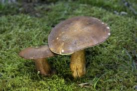 Attēlu rezultāti vaicājumam “Boletales”